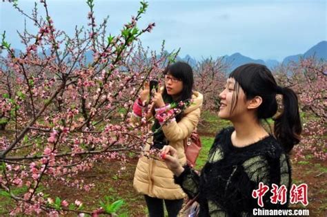 桂林恭城桃花节打造华南浪漫之都新浪户外新浪体育新浪网