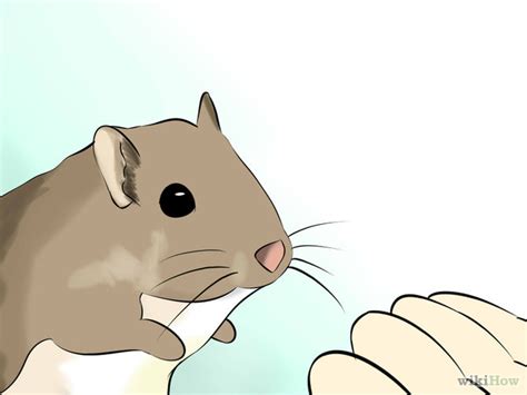 How To Make Your Gerbil Happy 10 Steps With Pictures Wikihow