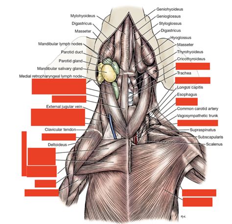 Extrinsic Muscles Of Neck Thorax Diagram Quizlet