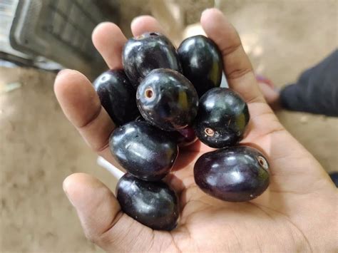 jamun  rs kg  items  anand id