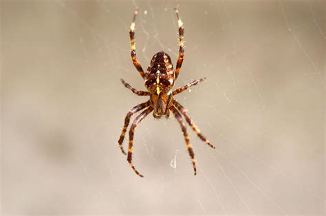 Spider With Spiderweb Photograph by Cristina Baroncelli - Fine Art America