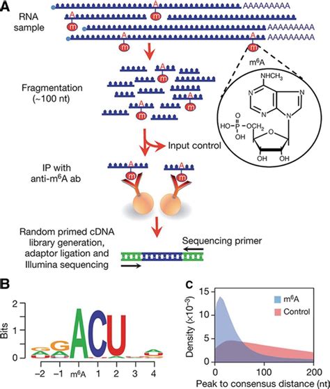 Implications Of Widespread Covalent Modification Of Mrna Circulation