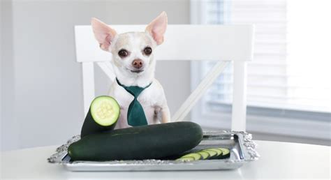 Food Facts: Can Dogs Eat Cucumbers? - Proud Dog Mom