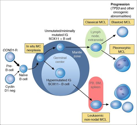 Physiological B cell maturation. Follicular lymphoma Diagram | Quizlet