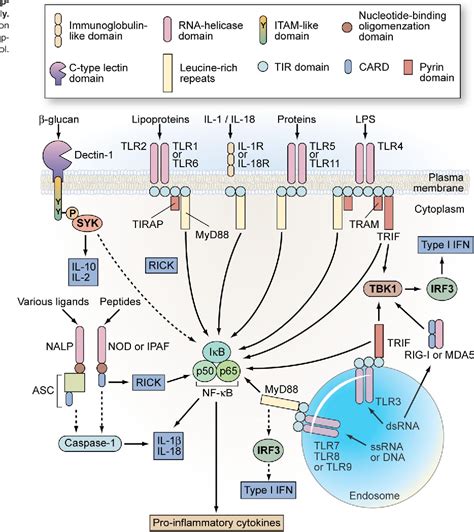 Phagocytes | Semantic Scholar