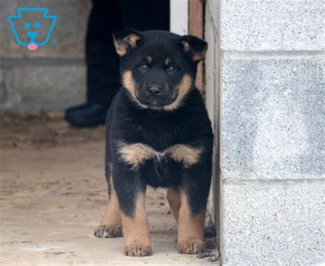 Black Shiba Inu German Shepherd Mix