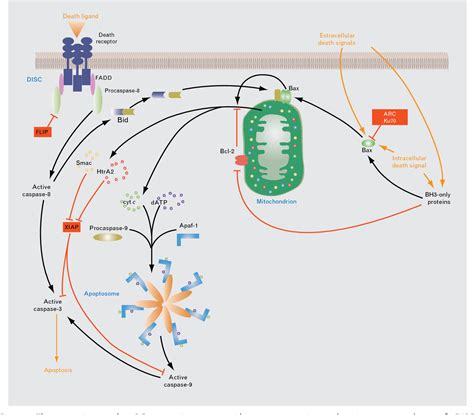 Figure 1 From Basic Mechanisms In Apoptosis And Heart Failure