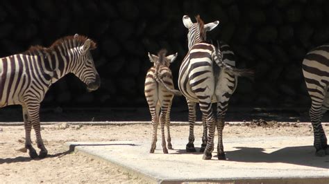 グラントシマウマ の赤ちゃん 広島市安佐動物公園 2018年5月20日 Youtube