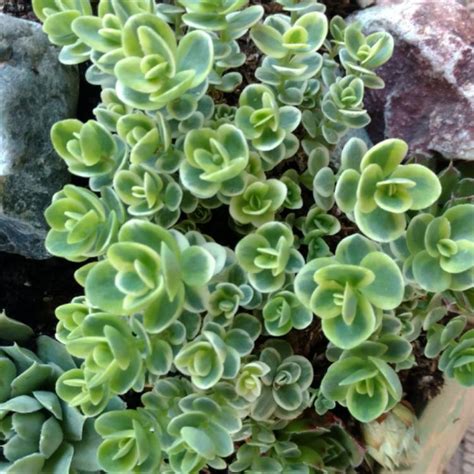 Sedum Sunsparkler Lime Twister Stonecrop Sunsparkler Lime Twister