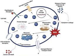 synergistic effects   nafeo ferrite nanoparticles