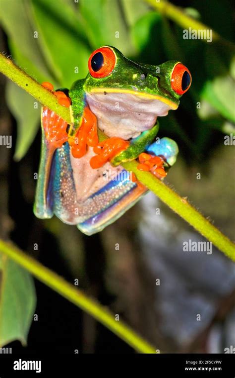 Rana De Ojos Rojos Agalychnis Callidryas Selva Tropical Parque