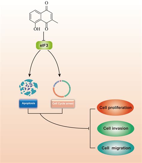 Plumbagin Induces Apoptosis Cell Cycle Arrest And Inhibits Protein