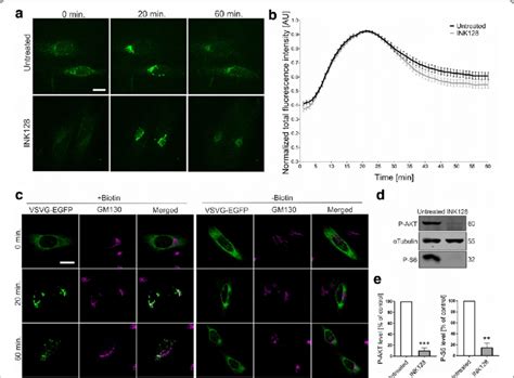 Inhibition Of MTOR Does Not Influence ER To GA VSVg Trafficking In