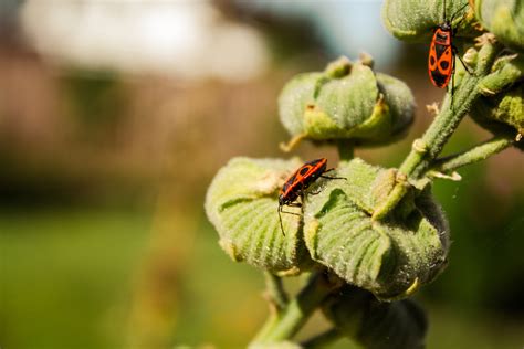 The Ultimate Guide: How to Get Rid of Boxelder Bug Infestations ...