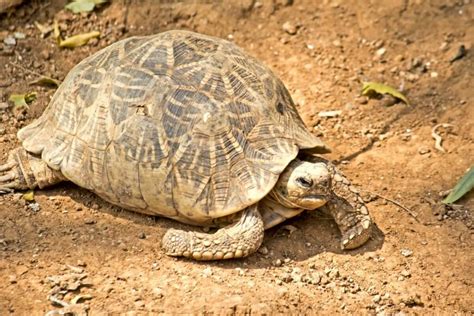 Carapaça De Quitina - 7 animais com carapaça - Meus Animais