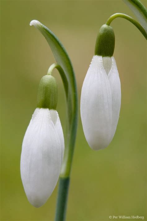 Snowdrops: Plant Care and Collection of Varieties - Garden.org