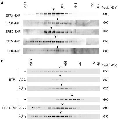 (A) Ethylene-receptor protein complexes isolated from plants grown in ...