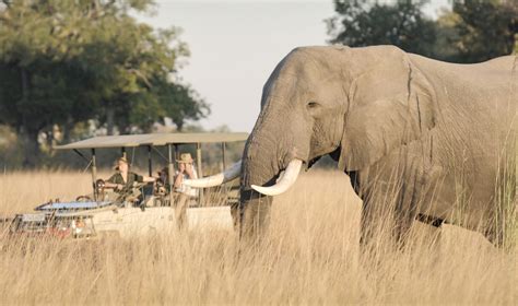 Kapstadt Botswana Safari Luxus Safaris SafariFRANK