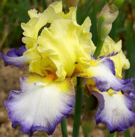 Photo Of The Bloom Of Tall Bearded Iris Iris Echassier Posted By