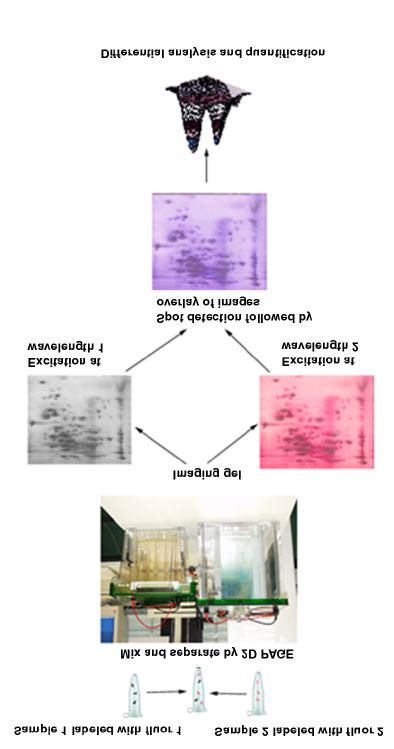 Schematic Representation Of The 2d Dige Differential In Gel Download Scientific Diagram