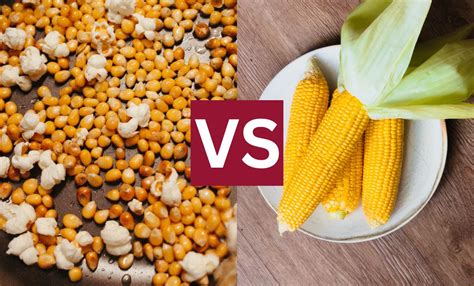 Popcorn Vs Corn 7 Key Differences You Need To Know Popcornity