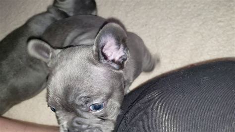 Mkb Frenchies 5 Weeks Old Bella Litter Youtube