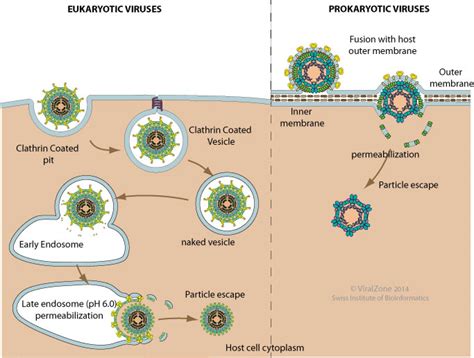 Viral Penetration Via Permeabilization Of Host Membrane ViralZone