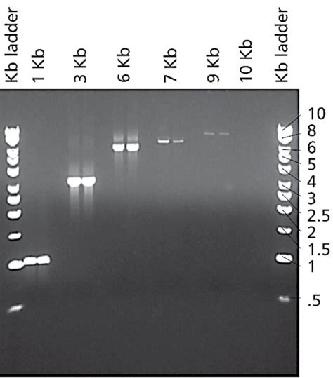 Jumpstart Taq Dna Polymer Polymerase Without Merck Life Sciences Thailand