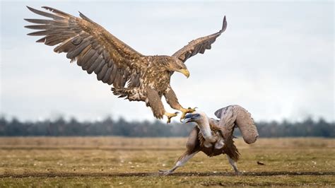 How Eagle And Vulture Fight In The Wild Youtube