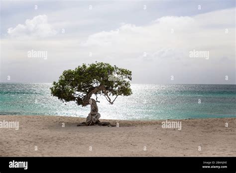 Divi Divi Tree on Eagle Beach in Aruba Stock Photo - Alamy