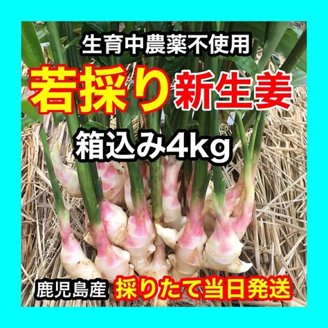 Yahooオークション 若採り新生姜 4kg 生育中農薬部署 鹿児島産