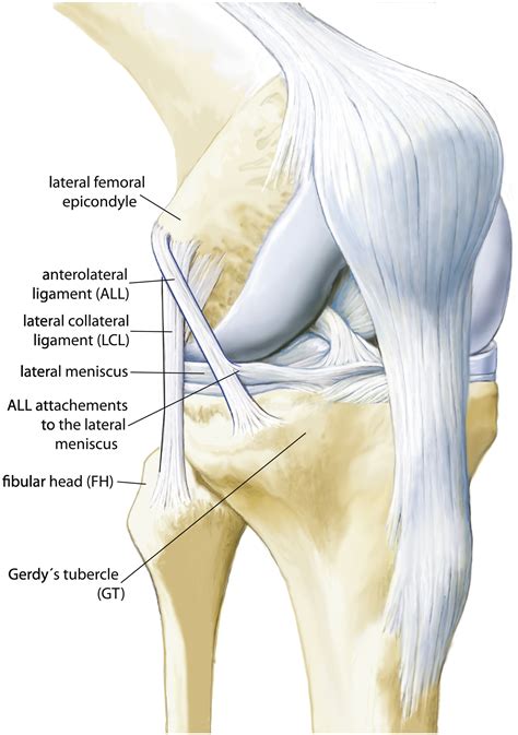 The Anatomy Of The Anterolateral Structures Of The Knee A Histologic