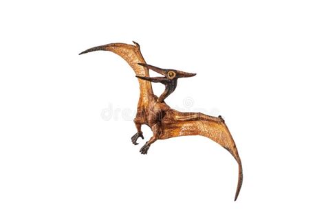 Pteranodon Pterodactyl Dinosaur White Background Stock Photos Free