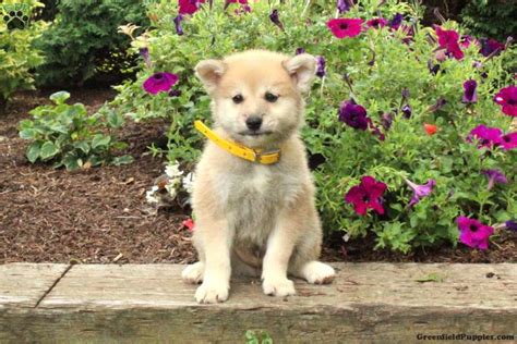 Lucky - Shiba Inu Mix Puppy For Sale in Pennsylvania