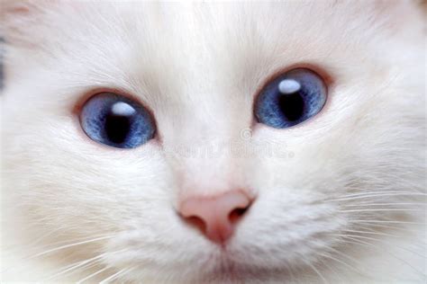 Gato Branco Olhos Azuis Imagens De Stock Imagem 8538804