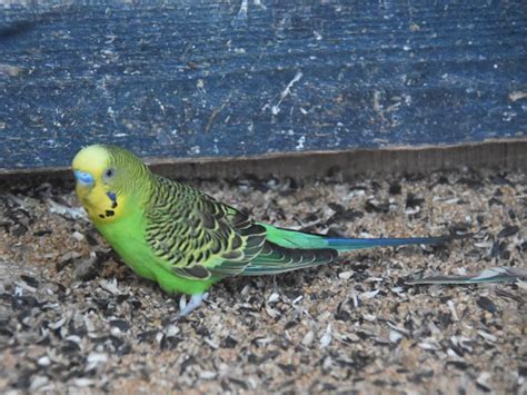 Melopsittacus undulatus / Budgerigar (Breeding-form) in Sikalu Zoo