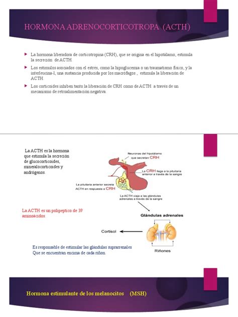 Hormona Adrenocorticotropa Acth Pdf Hormona Adrenocorticotrópica