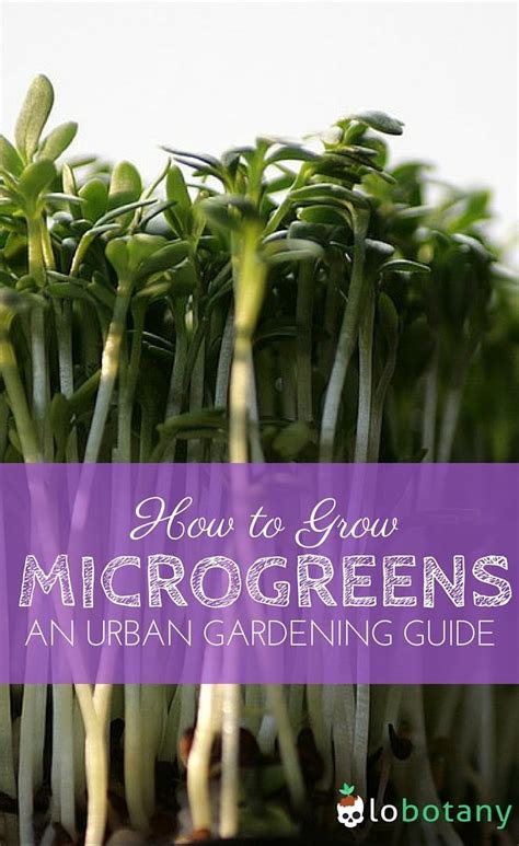 How To Grow Microgreens Lobotany An Urban Gardening Guide