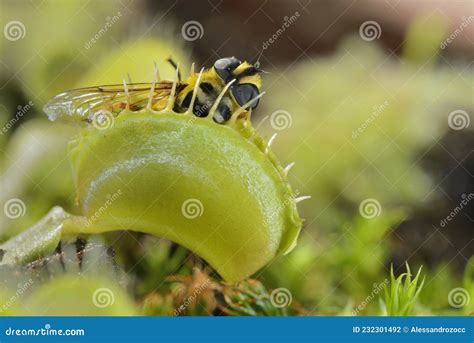 Bee Like Fly Insect Approaching And Being Captured By Venus Fly Trap