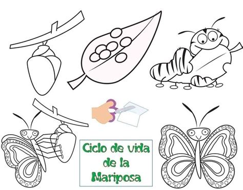 Pin de Lorenasuarez en Ciencias y Exploración del mundo natural Ciclo