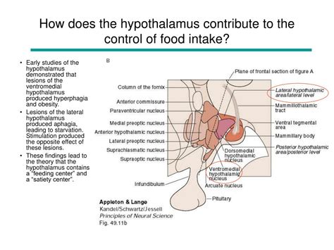 PPT - Hypothalamus and Limbic System PowerPoint Presentation, free download - ID:3884230