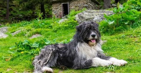 Romanian Mioritic Shepherd Dog Breed Info Guide And Care