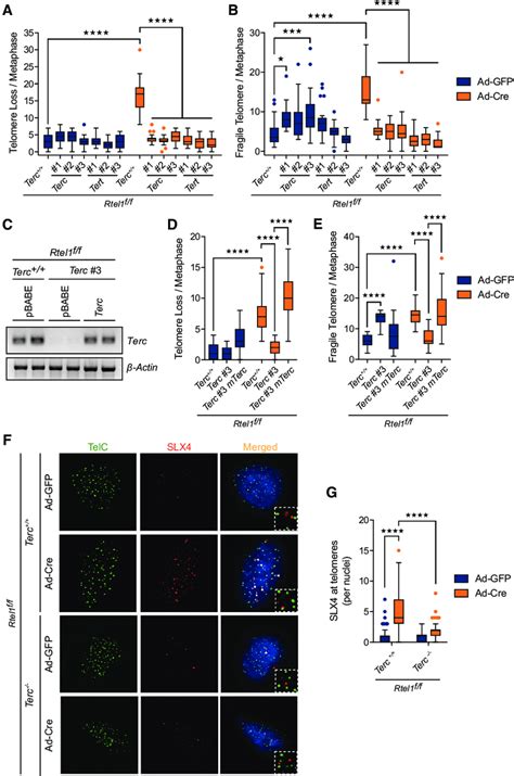 Deletion Of Terc Or Tert Prevents Telomere Dysfunction And Suppresses