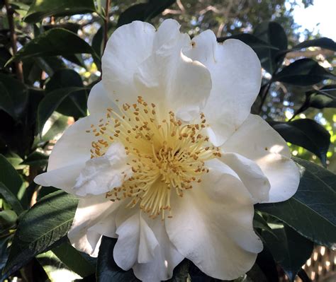 Why Does My Camellia Flowers Turn Brown at Pam Kirkland blog