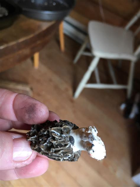 What are these black beetles? Are they damaging to my morels? : u/Safe ...