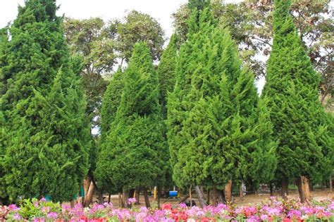 Plants To Grow Under Pine Trees In Australia Ultimate Backyard