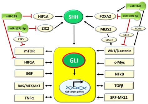 Sonic Hedgehog Signaling Pathway In Gynecological And Genitourinary