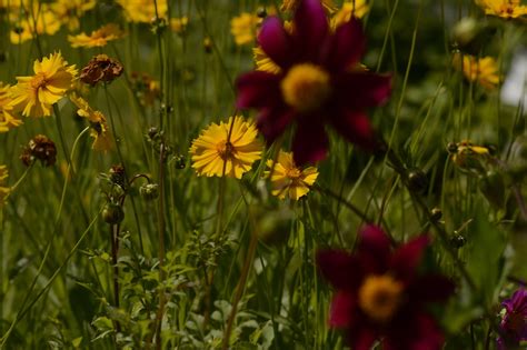 9 Juni 2024 VOLLE BLÜTE im Botanischen Garten Wien Kunst und Literatur