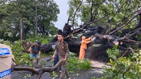 Pohon Tumbang Di Jalan Provinsi Di Tonrokassi Jeneponto Jalur