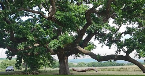 Settecamini Conoscere Gli Alberi Monumentali In Italia